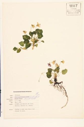 Sweet Violet specimen